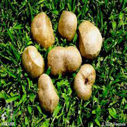penigold